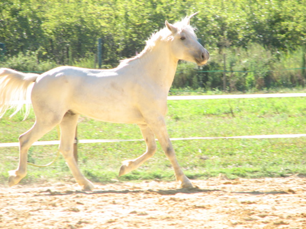 Les écuries d'EQUINA