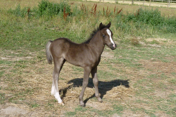 Ellhedween Dream Equina à 15 jours Ellhedween Dream Equina à 15 jours