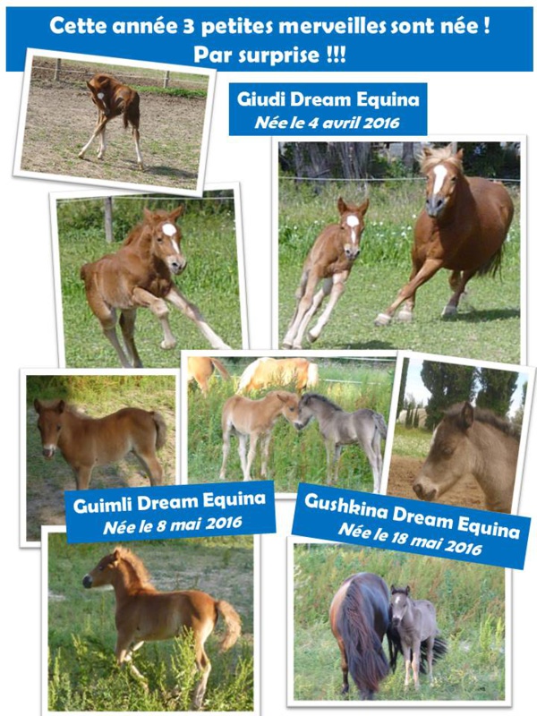 L'élevage L'élevage