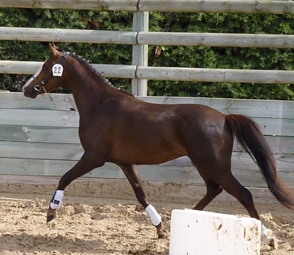 L'élevage L'élevage