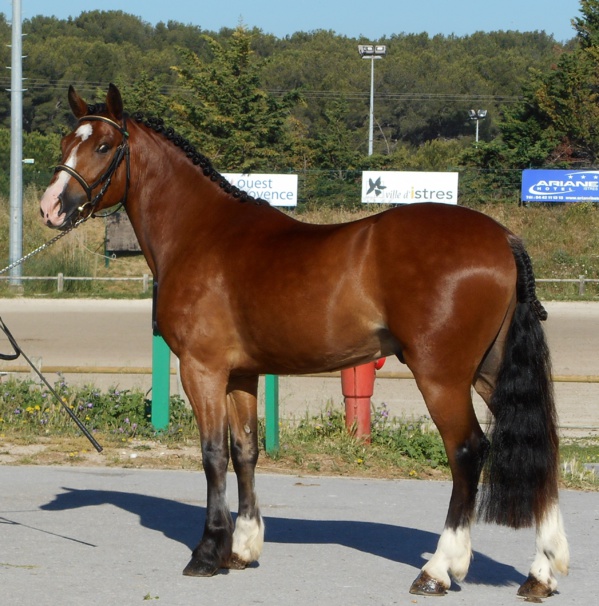 Aïkou Dream Equina Welsh K